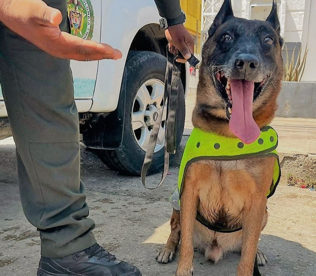 Oker El Perro Anti P Lvora De La Polic A En Bol Var Con El Que