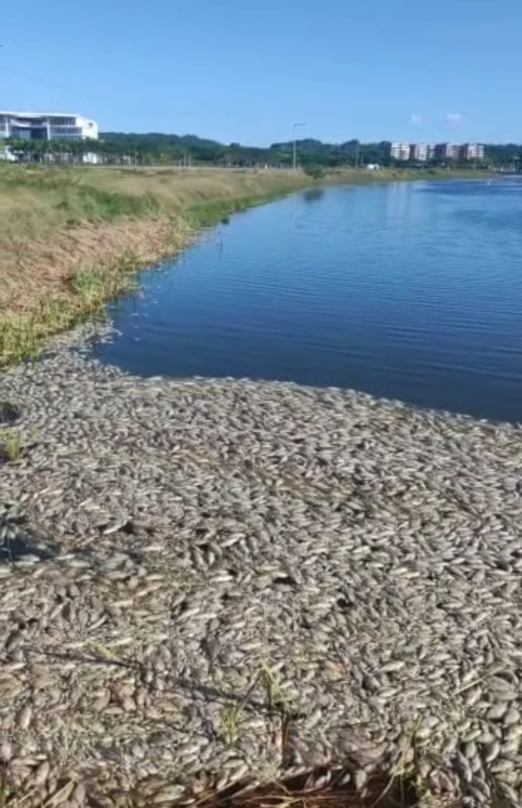 Mortandad de peces en canal de Serena del Mar