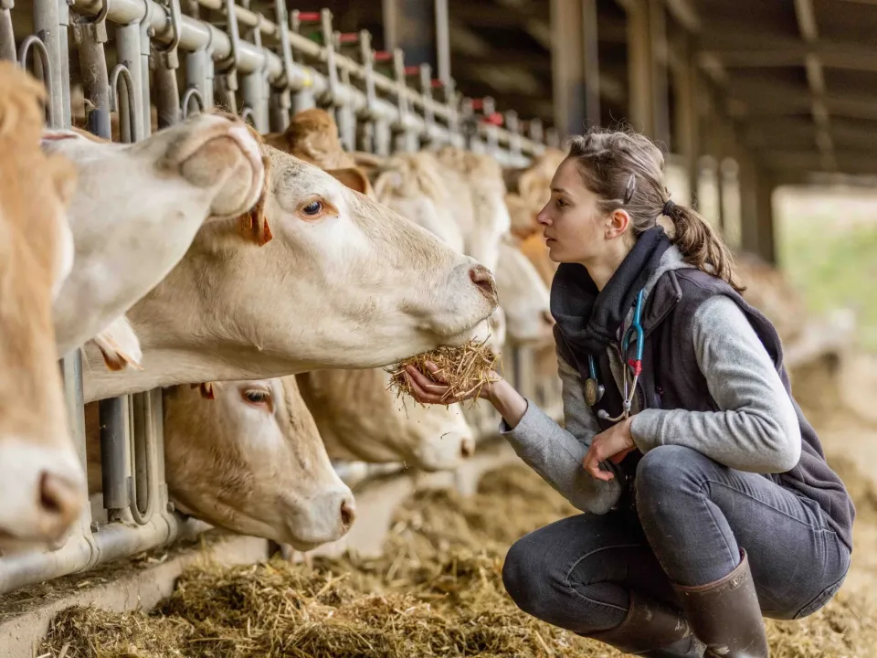 El rol del médico veterinario: La responsabilidad del bienestar animal e inmunización del sector pecuario