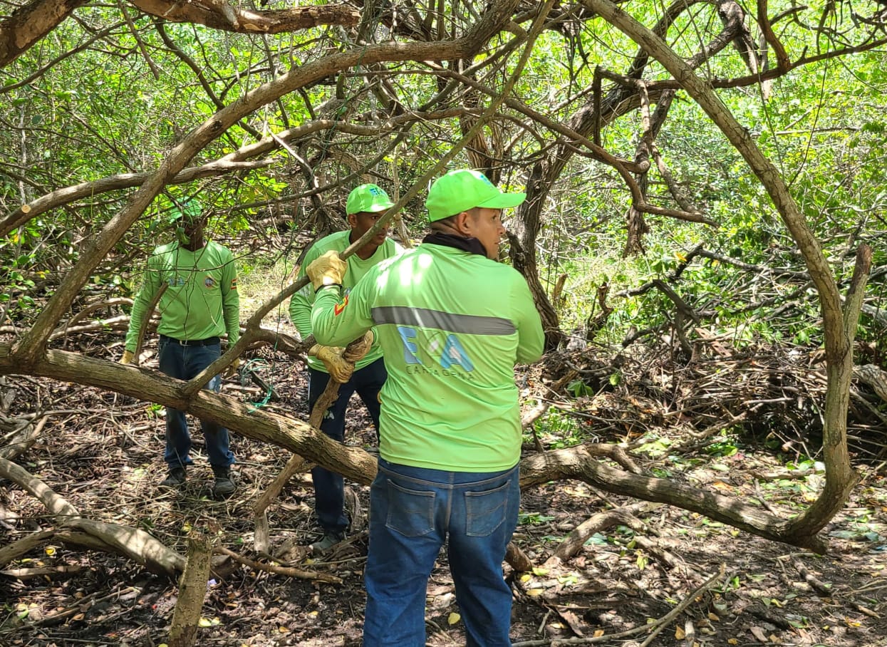 EPA Cartagena recuperará  40 hectáreas de zonas de manglar en la ciudad