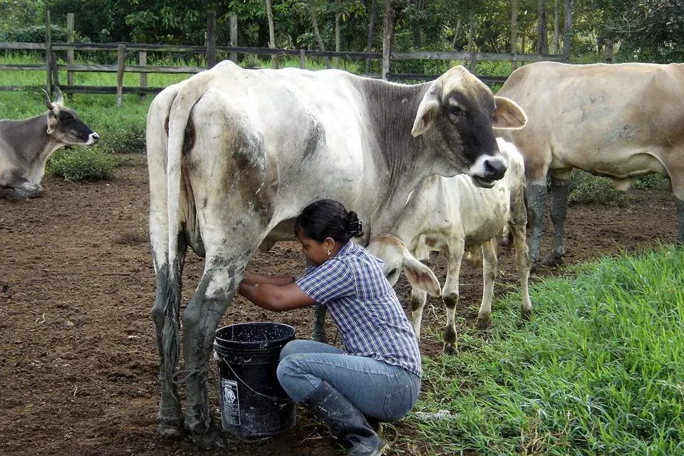 Crisis lechera continúa y se profundiza, mensaje de FEDEGÁN a ministros de Agricultura y Comercio