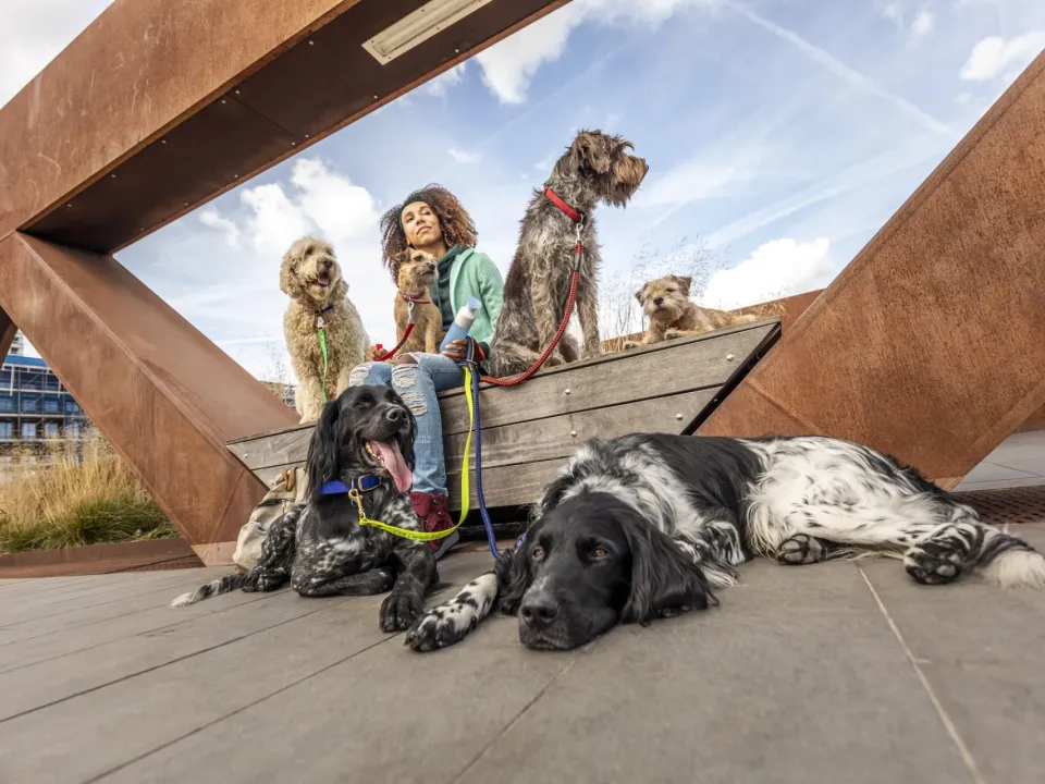 Un día para destacar la importancia de amar y darles bienestar a nuestras mascotas