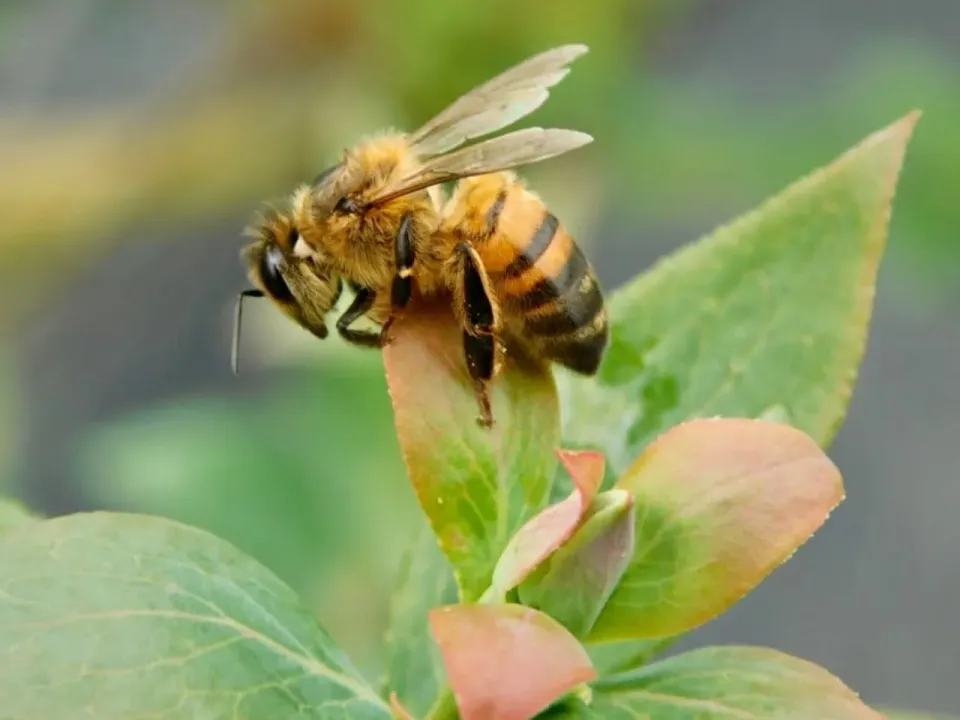 Más de 20.000 especies de abejas contribuyen a preservar la vida en el planeta Tierra