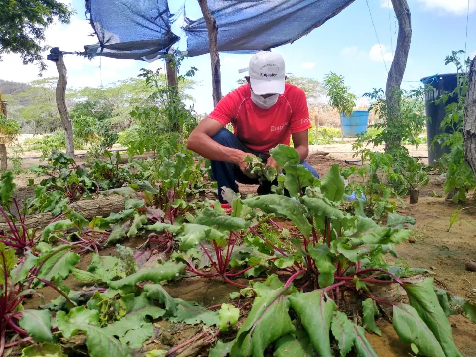 Agroecología: clave para garantizar acceso a alimentos en La Guajira
