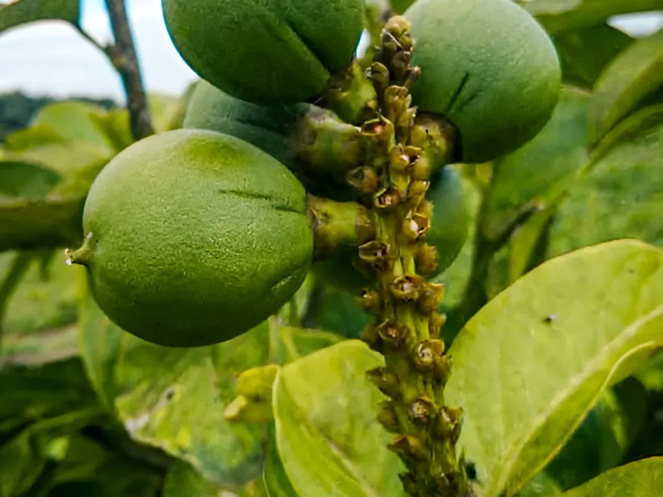 Gobierno apuesta por internacionalización del Cacay como Novel Food en la Unión Europea