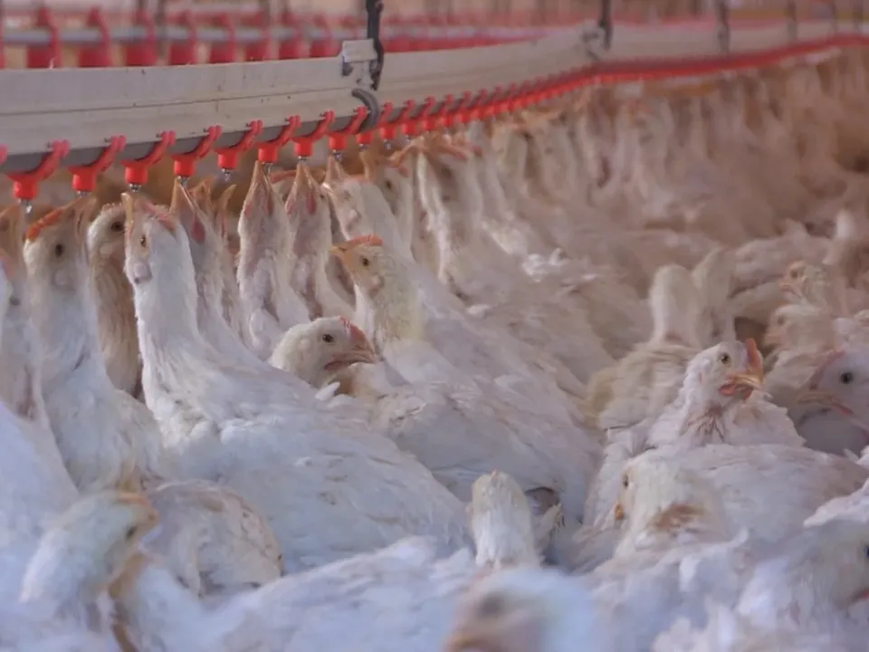 Colombia logra un hito histórico: exportar pollo a Japón por primera vez