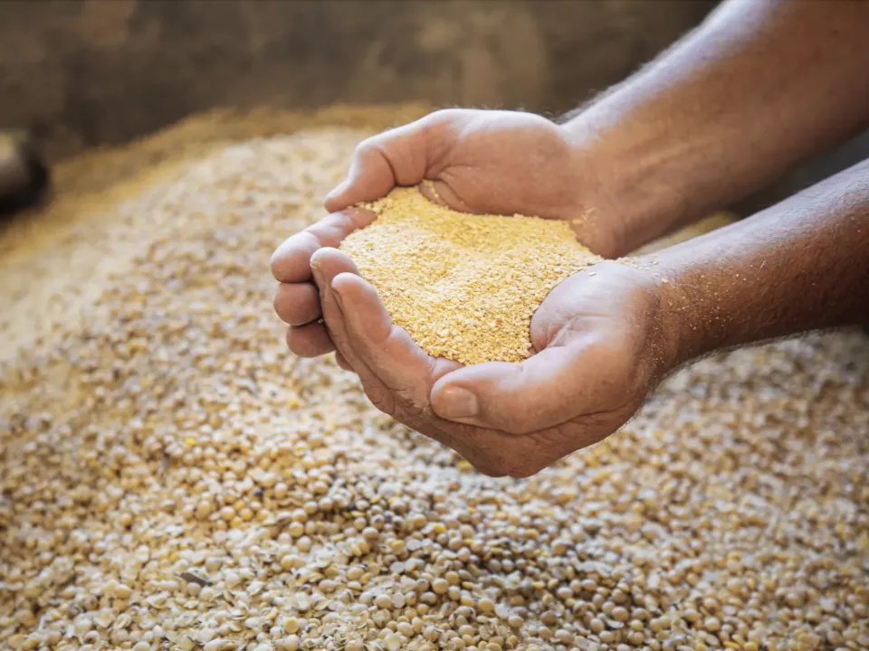 Pollo y huevo, alimentos preferidos de los colombianos/Avicultura: dinamiza la economía y alimenta al planeta