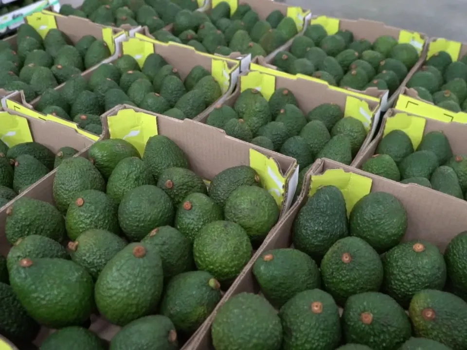 En tiempo récord, Colombia abre un nuevo mercado para su aguacate Hass.
