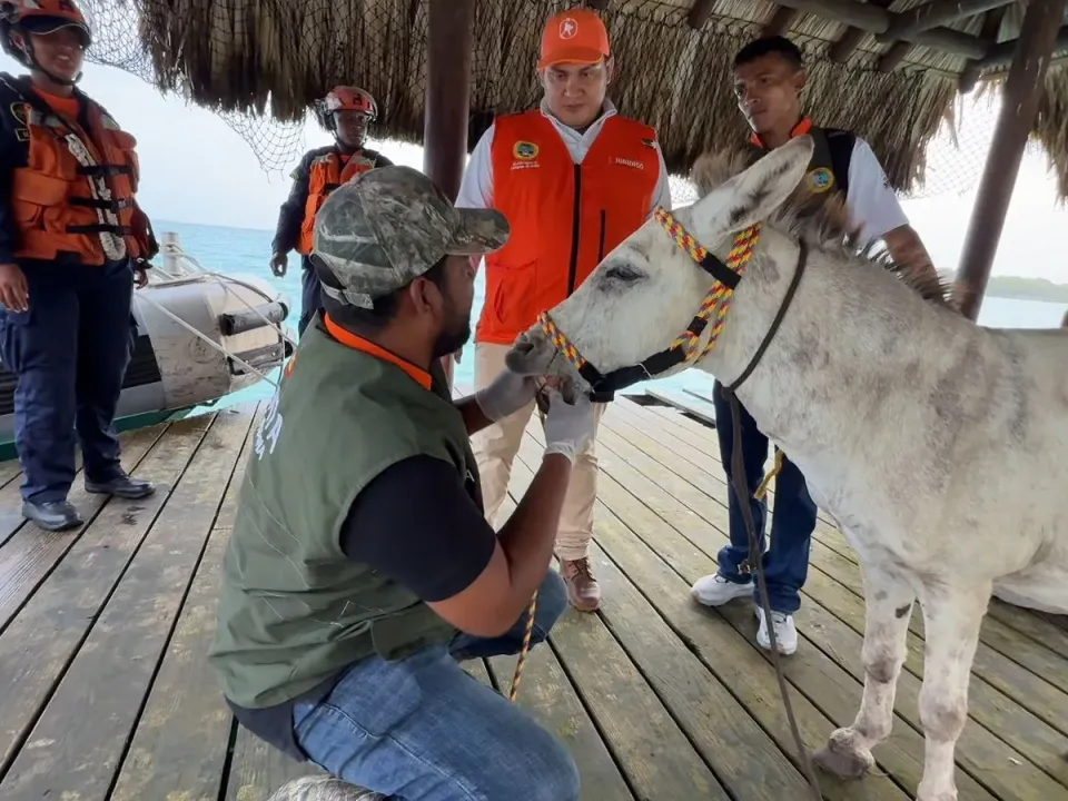 Umata Cartagena y Armada de Colombia rescatan burro en Isla Grande