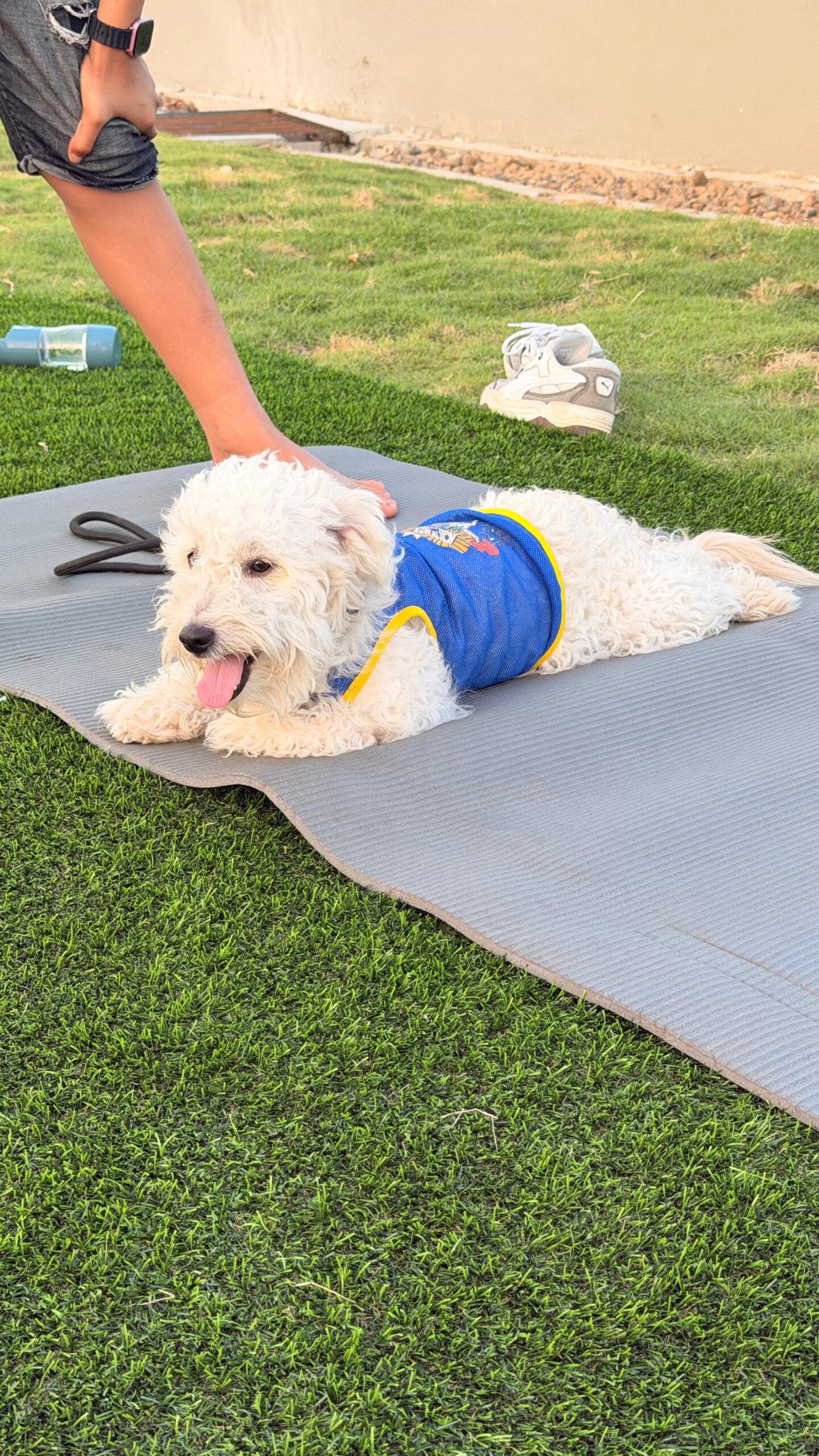 Las mascotas se tomaron el Nuevo Chambacú