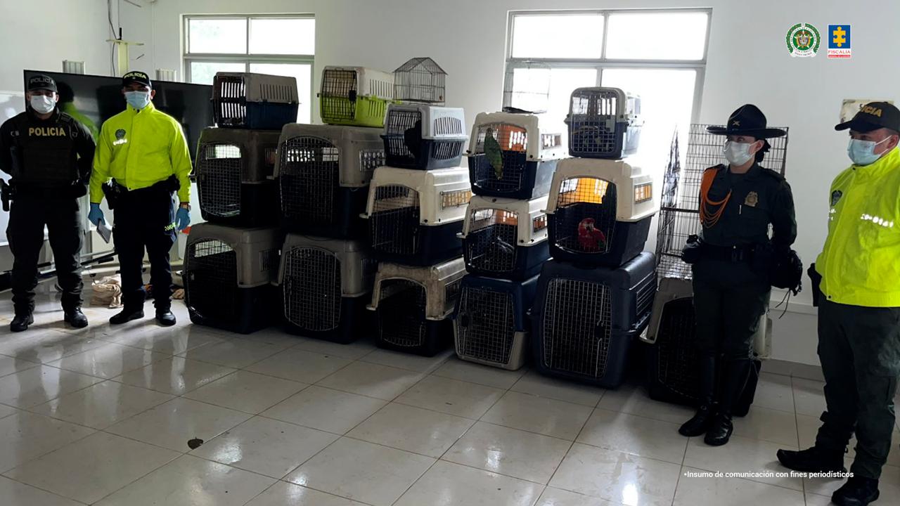 Fiscalía General de la Nación logra medida de aseguramiento contra creador de contenidos por mantener 30 animales silvestres en cautiverio en Puerto Asís