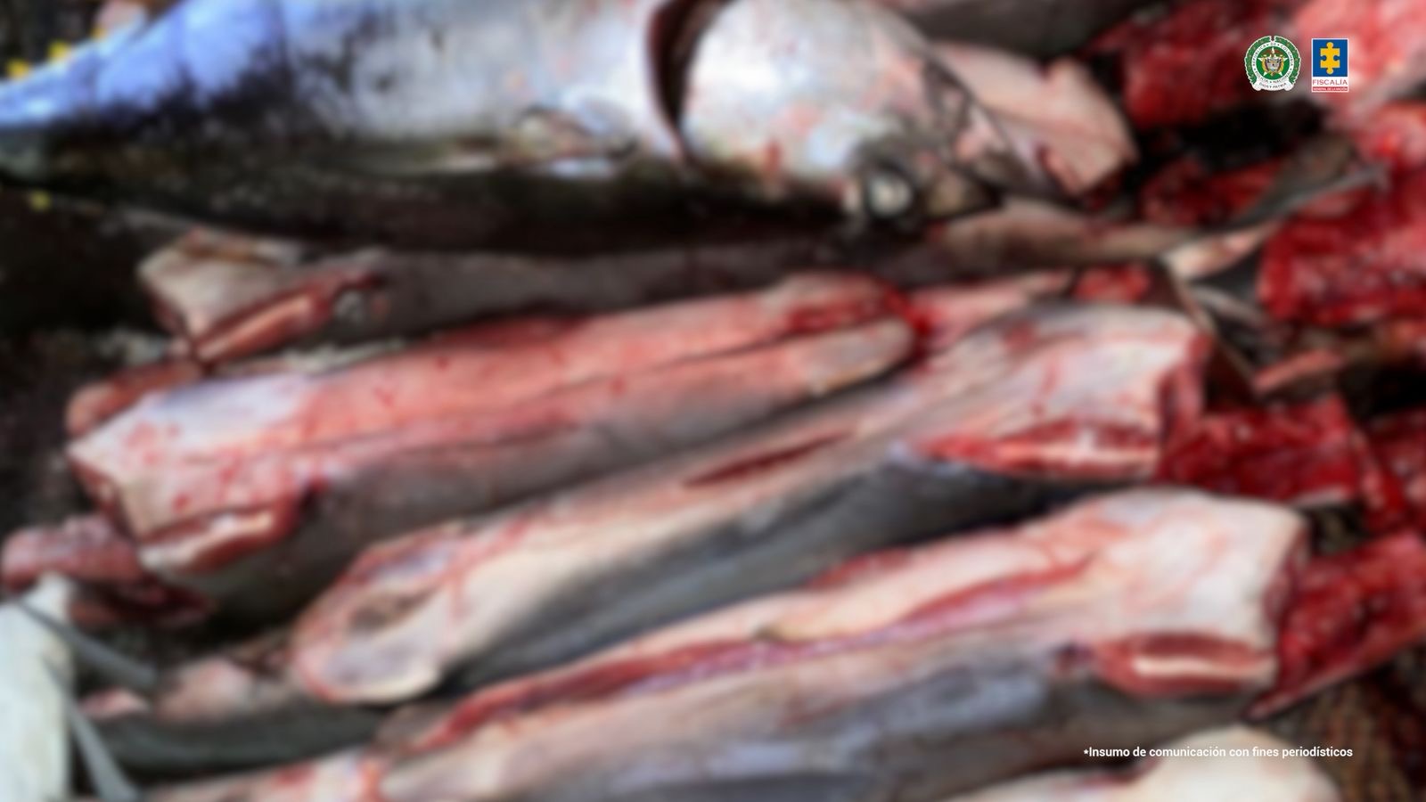 Judicializan a seis personas por presunto aprovechamiento ilegal de tiburones en la isla de Malpelo