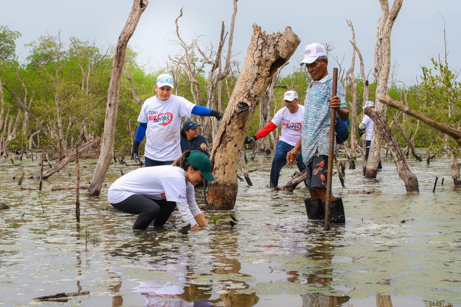 Manglares y arrecifes de coral vuelven a respirar en Barú gracias a Ecosistema Azul