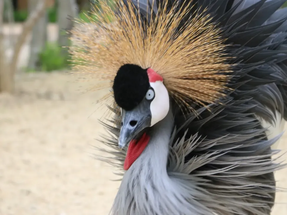Aviario Nacional celebra 10 años y Día Mundial de los Animales con entradas gratis