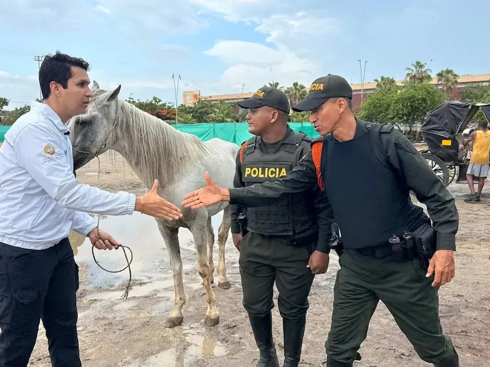 Más de 120 caballos que fueron usados en coches en Cartagena ahora disfrutan de su jubilación